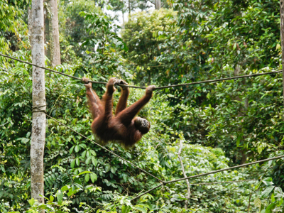 Route Maleisisch Borneo familiereis, 21 dagen - Dag 14