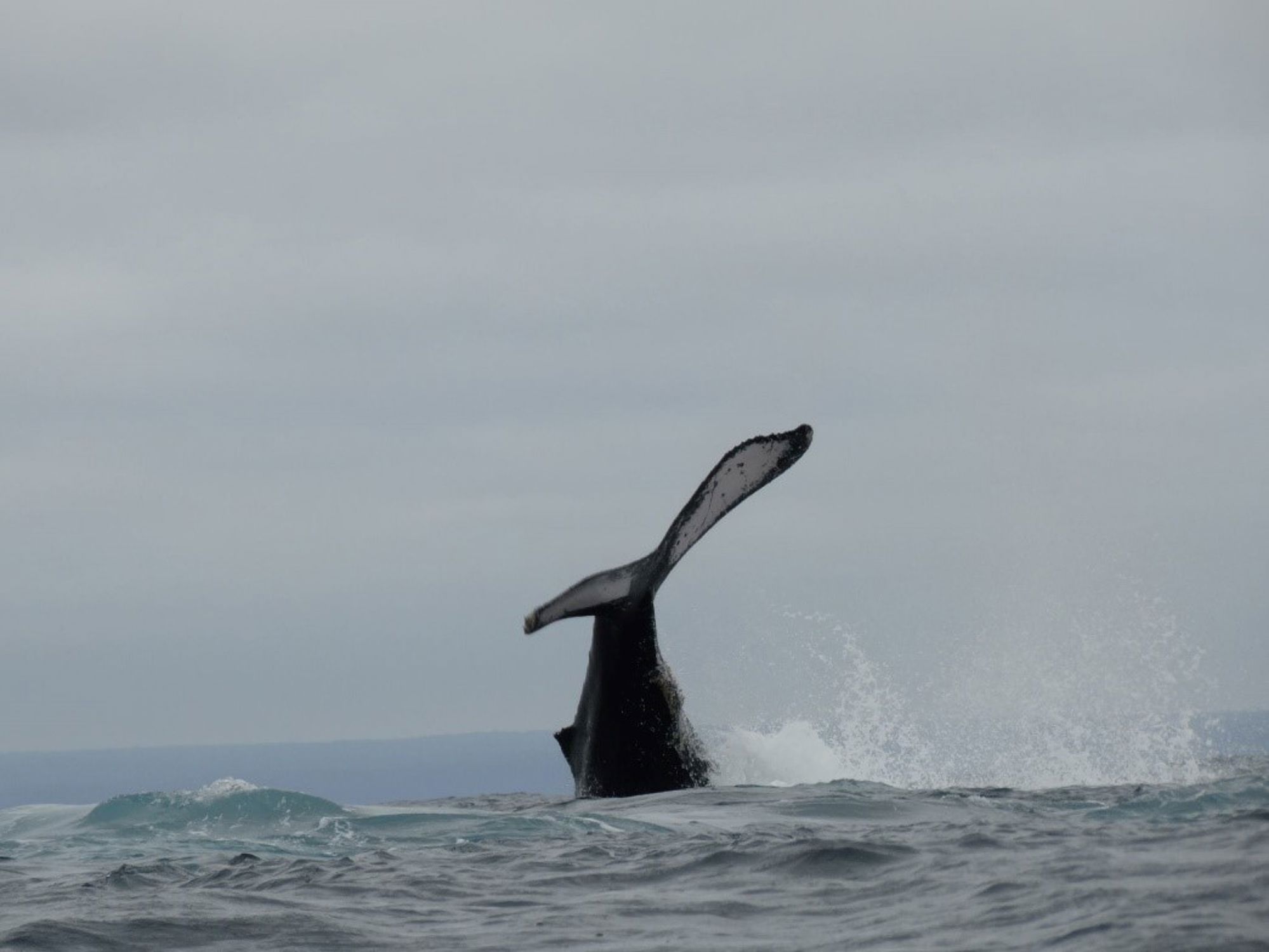 Orka bij de Galapagos eilanden