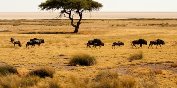 Gnoes trekken over de savanne in Etosha National Park, Namibië, met een acaciaboom op de achtergrond.