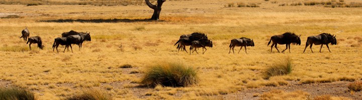 Gnoes trekken over de savanne in Etosha National Park, Namibië, met een acaciaboom op de achtergrond.
