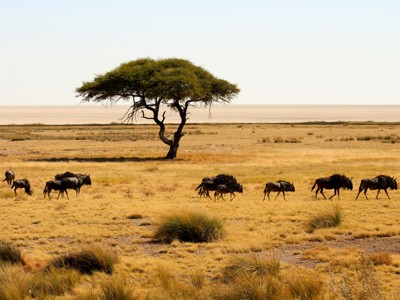 Gnoes trekken over de savanne in Etosha National Park, Namibië, met een acaciaboom op de achtergrond.