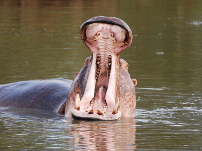 Sunset cruise St Lucia