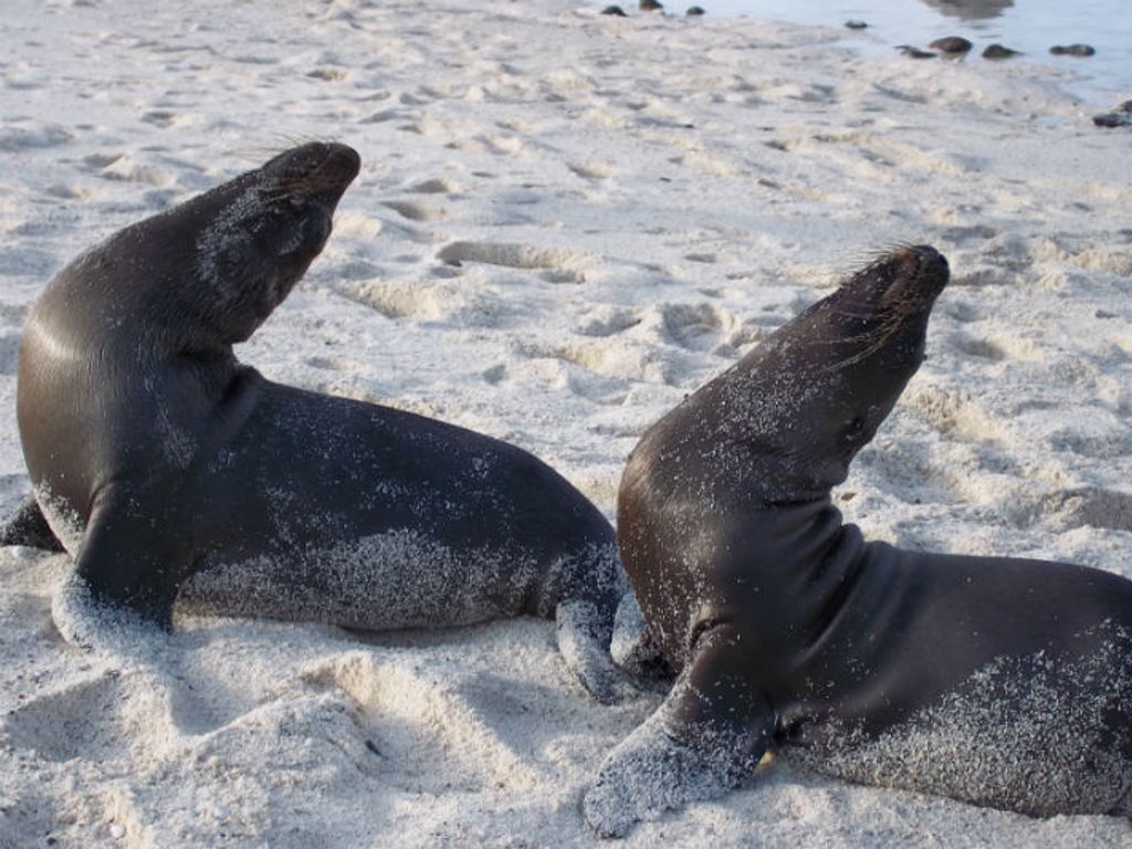 Rondreis Ecuador en Galapagos zeehonden