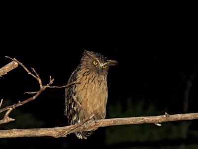 Route Maleisisch Borneo, 21 dagen - Dag 7