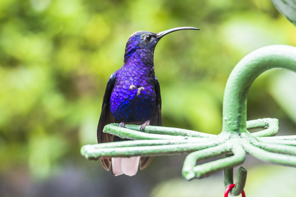 main_Blue_hummingbird.jpg