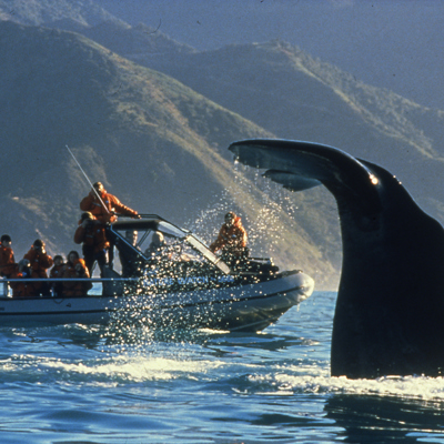 Walvis excursie Kaikoura (ter plaatse betalen)