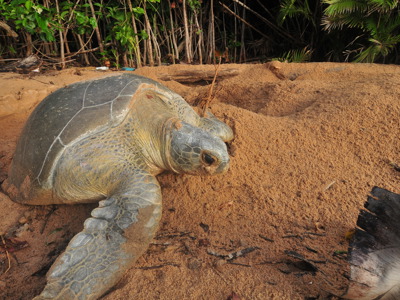 Route Suriname, 18 dagen (2019) - Dag 5