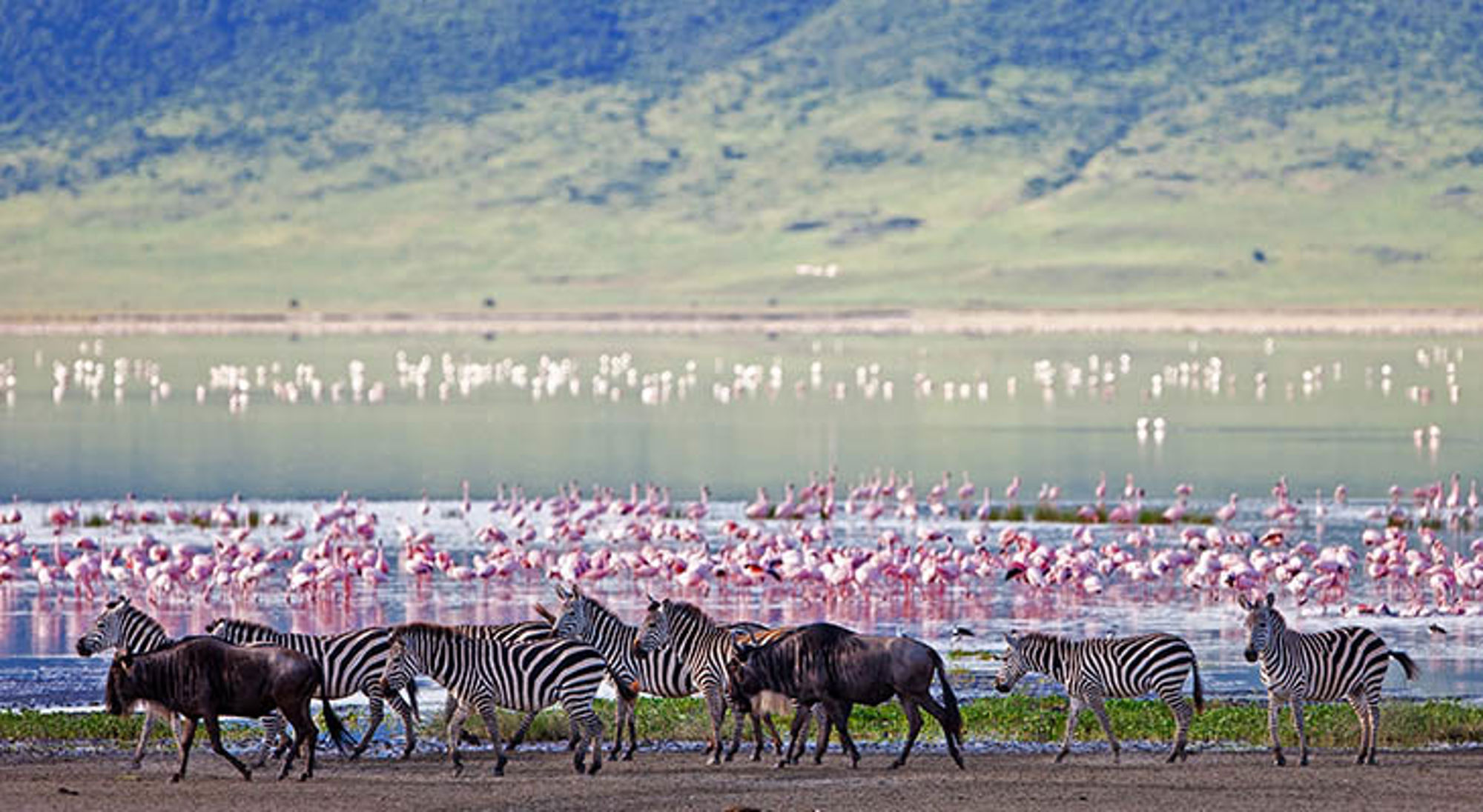 Zebra's en flamingo's bij Ngorongoro Krater Zebra's en flamingo's bij Ngorongoro Krater
