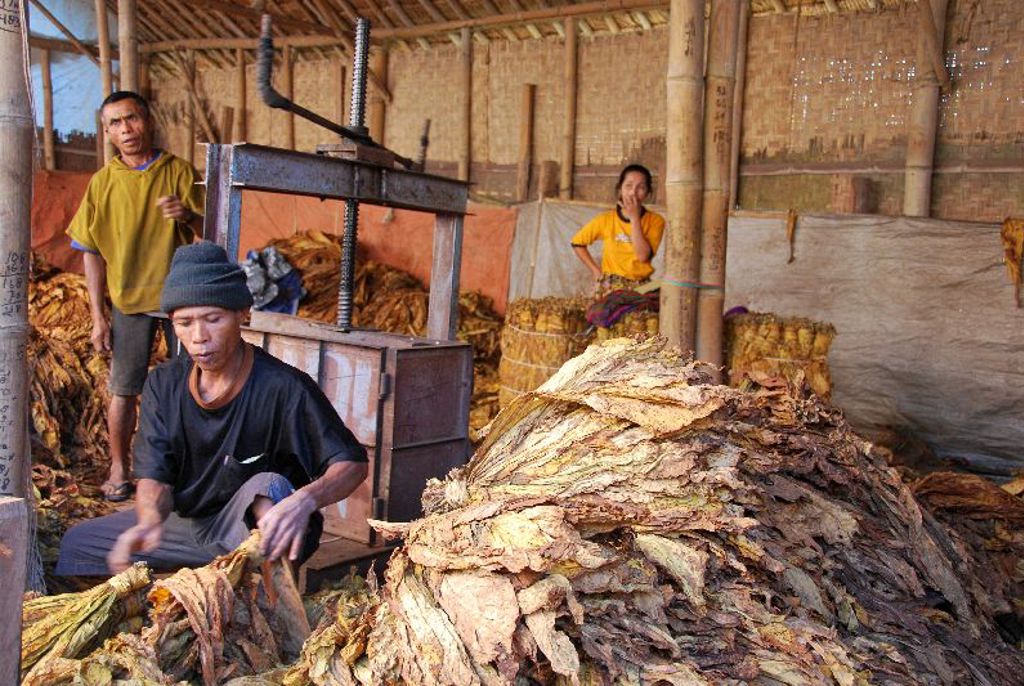 Tabaksverwerking Indonesië