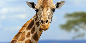 Familiereis Zuid-Afrika Tuinroute & Kruger