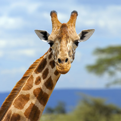 Familiereis Zuid-Afrika Tuinroute & Kruger