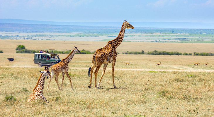 Bekijk wilde dieren vanaf gepaste afstand