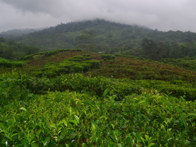 Route Maleisisch Borneo, 24 dagen - Dag 15