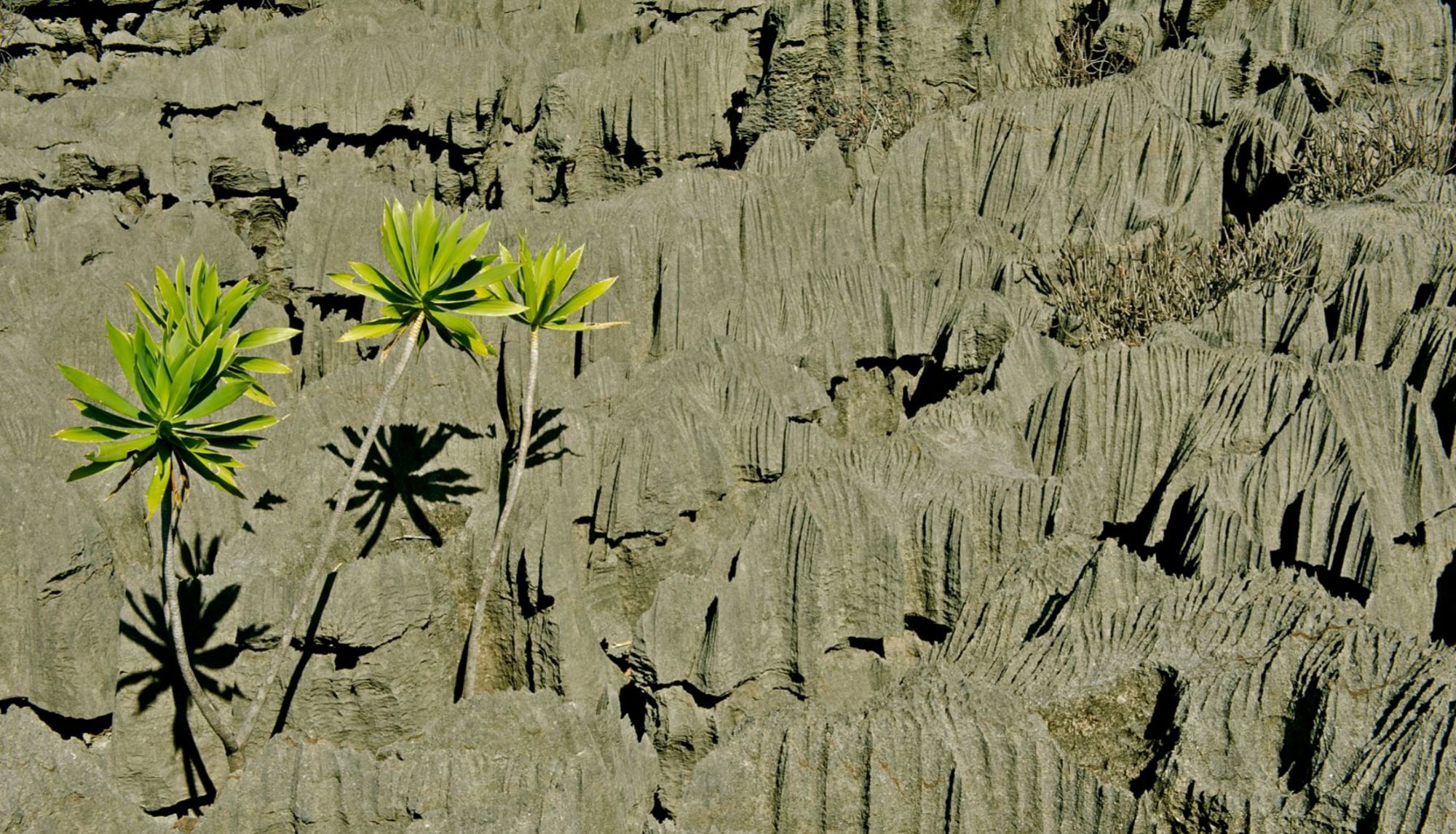 Groene planten tussen kalkstenen pinakels in het Tsingy de Bemaraha Nationaal Park, Madagascar.