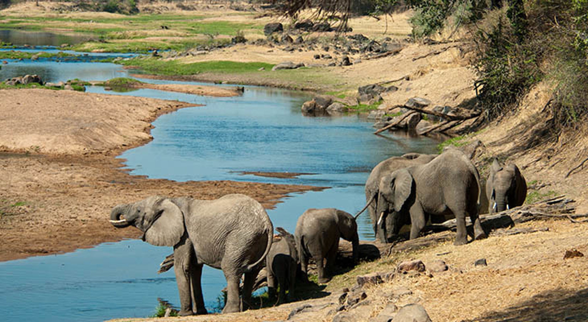 Olifanten bij een rivier in Tanzania.