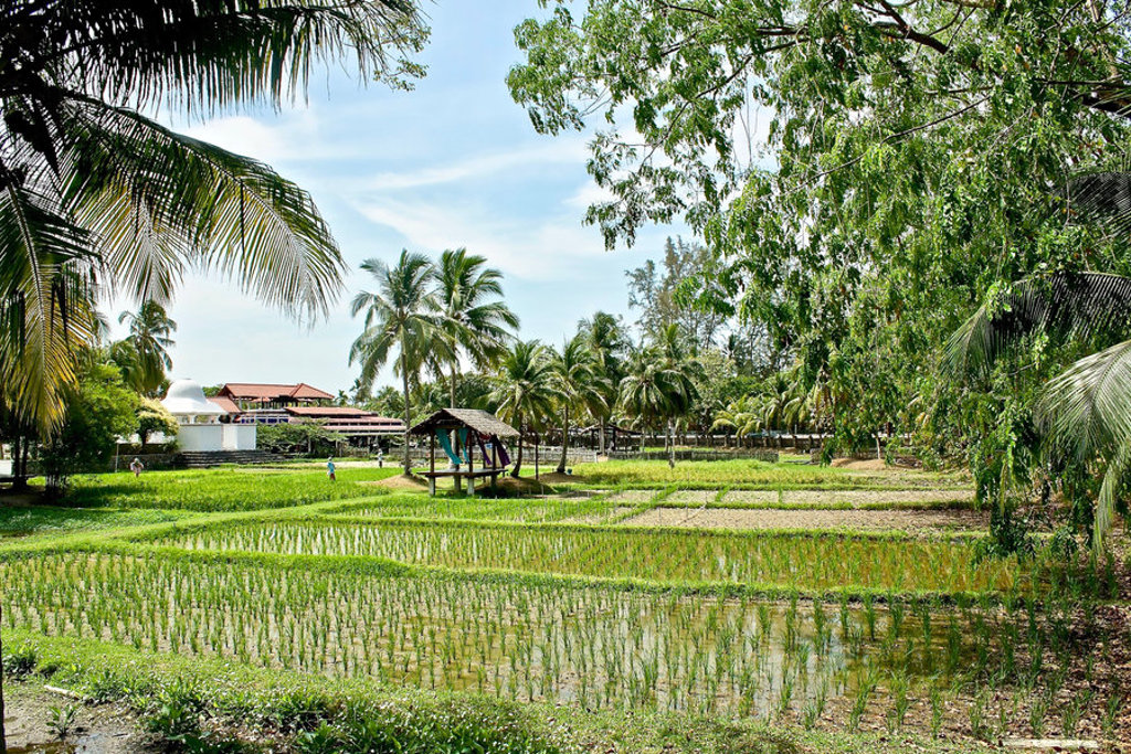 main_Langkawi_-_rice_fields.jpg