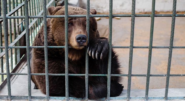 Maak melding van dierenmishandeling