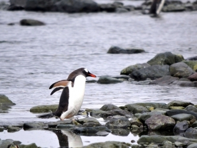 Antarctica, vliegen en varen, 12 dagen - Dag 4