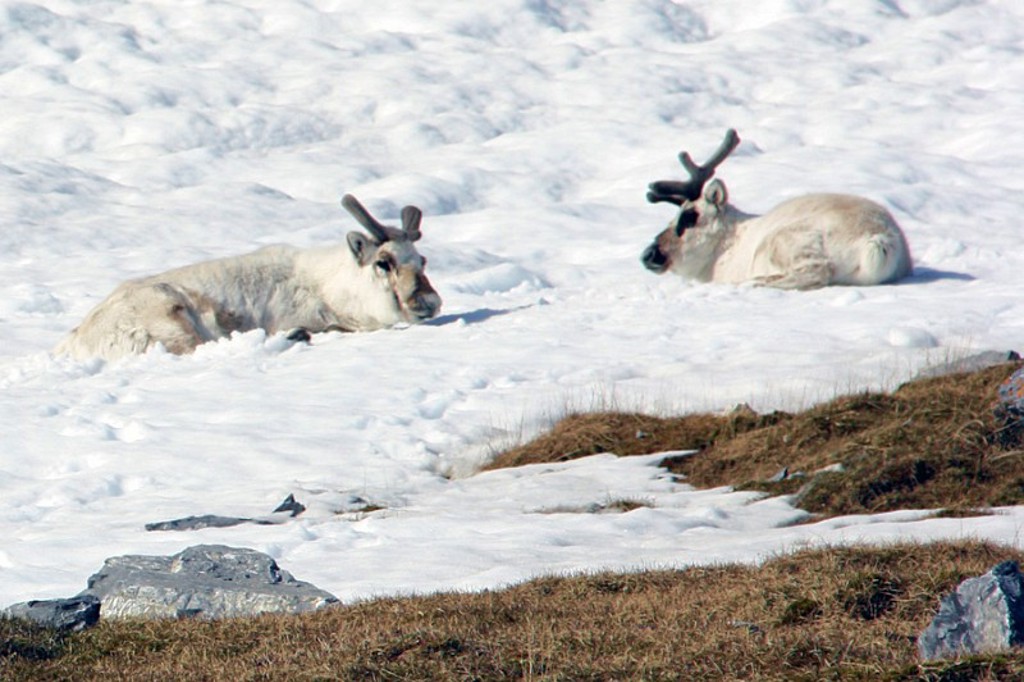 Wildlife Spitsbergen