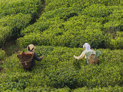 Route Sikkim en Bhutan, 21 dagen - Dag 8