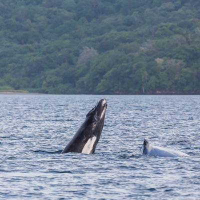 Whale watching cruise Victoria