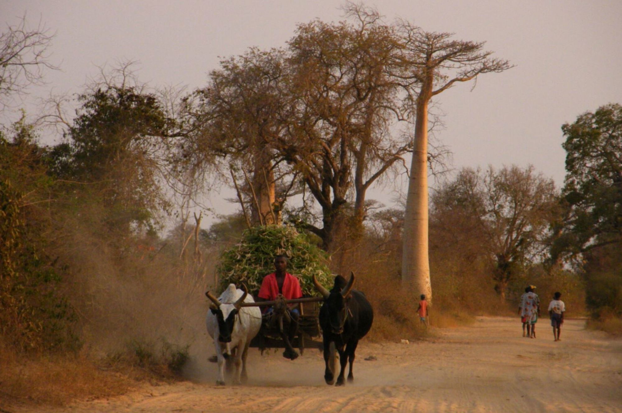 Ossenkar op een stoffige weg langs baobabbomen op Madagascar.