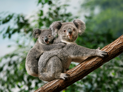 Route Australië, 22 dagen - Day 15