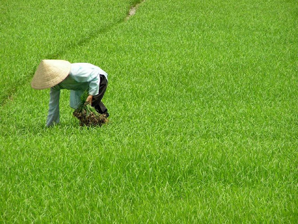 rijstveld vietnam