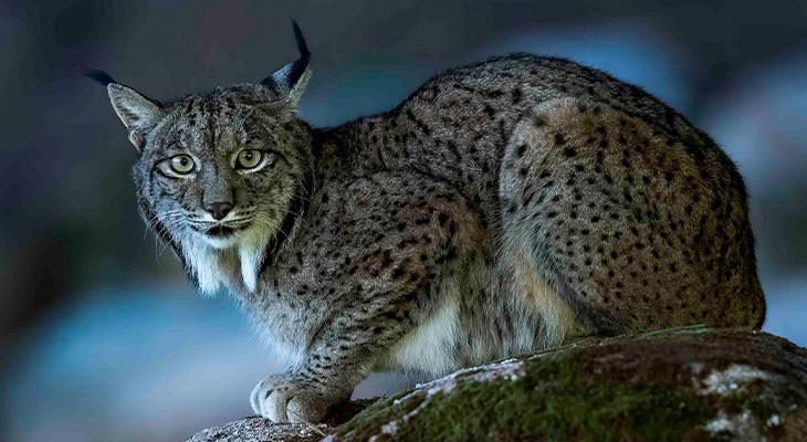 Iberische lynx