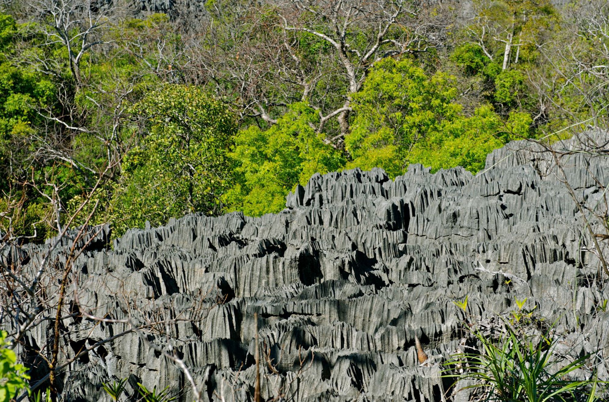 Scherpe kalksteenformaties van Tsingy de Bemaraha met groen bos op de achtergrond, Madagascar.