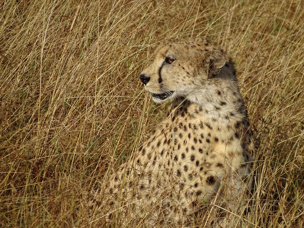 Familiereis Tanzania Cheeta