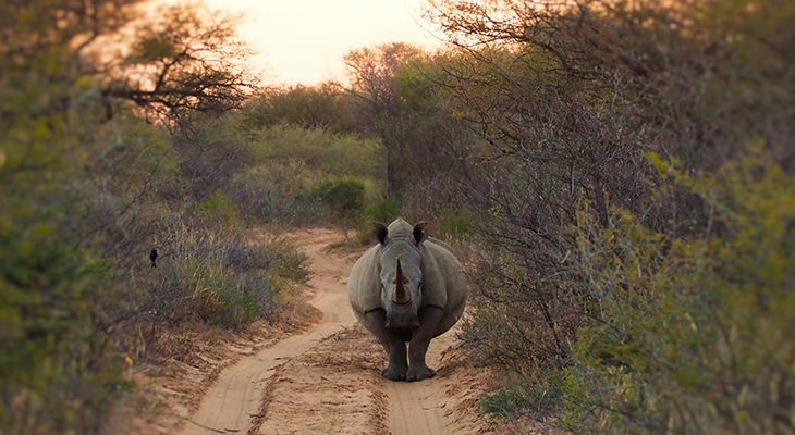 neushoorn in het wild neushoorn in het wild