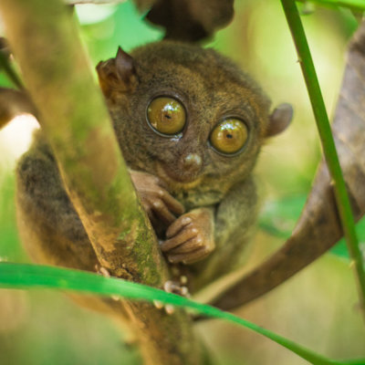 Groepsrondreis Filipijnen