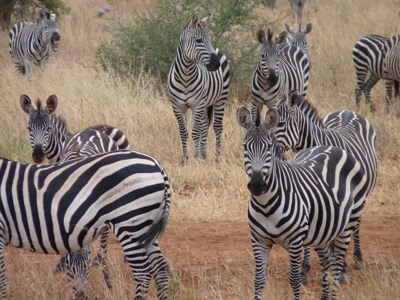 Route 2018 Kenia, Tanzania en Zanzibar, 18 dagen - Dag 8