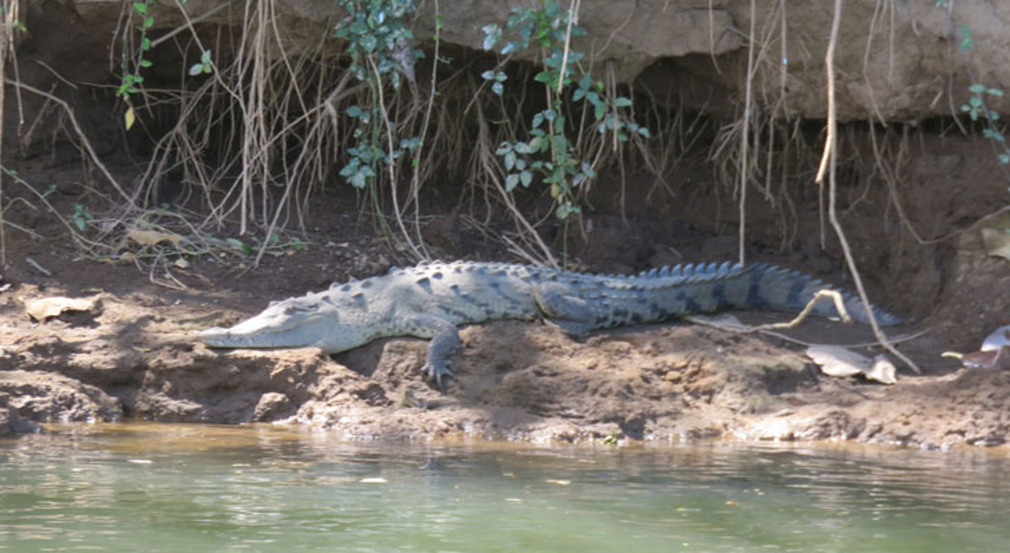 Tarcoles rivier Tarcoles rivier