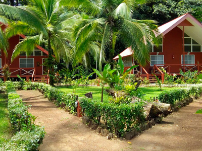 Lapa Verde Tortuguero Costa Rica