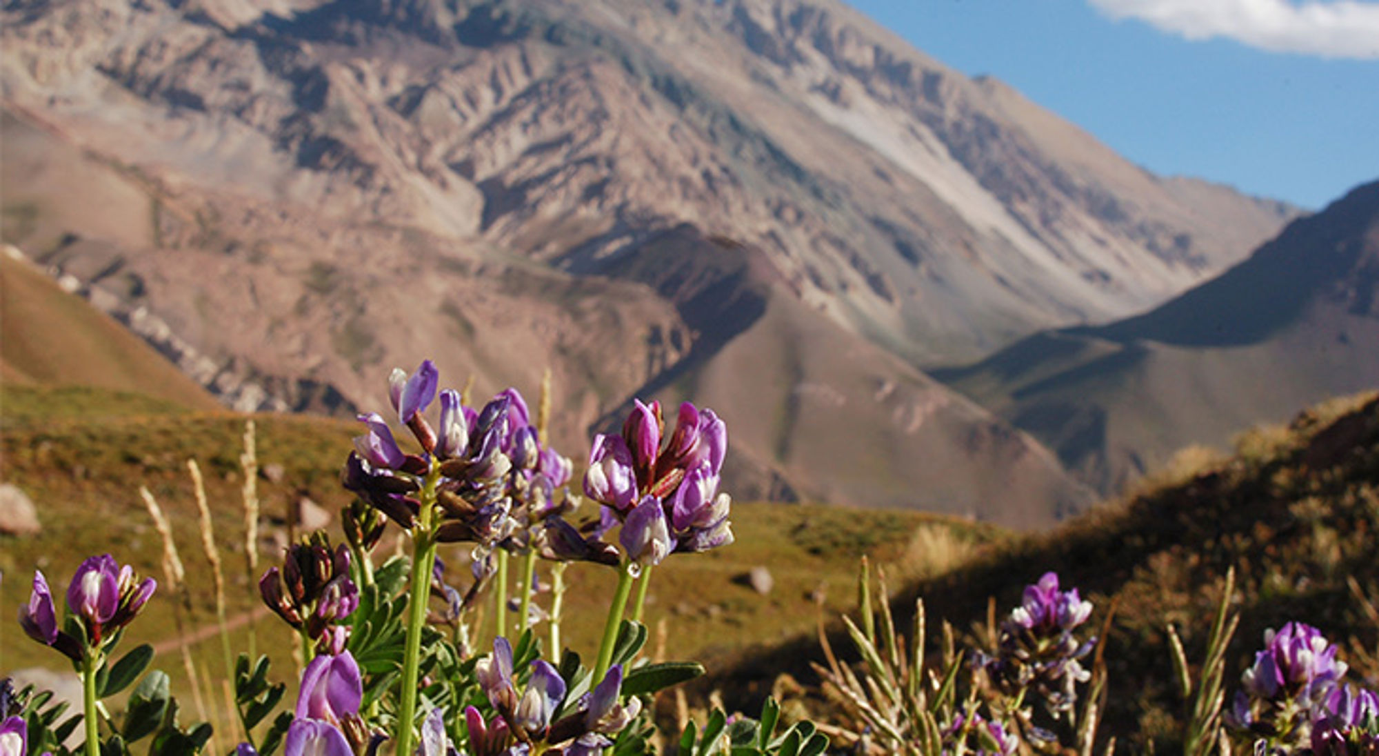 Bloemen Aconcagua Bloemen Aconcagua