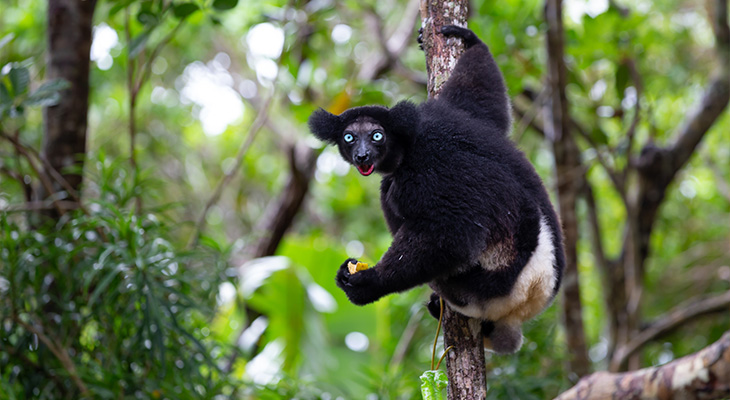 Andasibe Nationaal Park