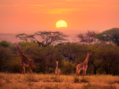 Kenia, Tanzania en Zanzibar, 22 dagen - Dag 11