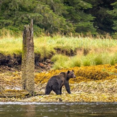 Bear watching Vancouver Island