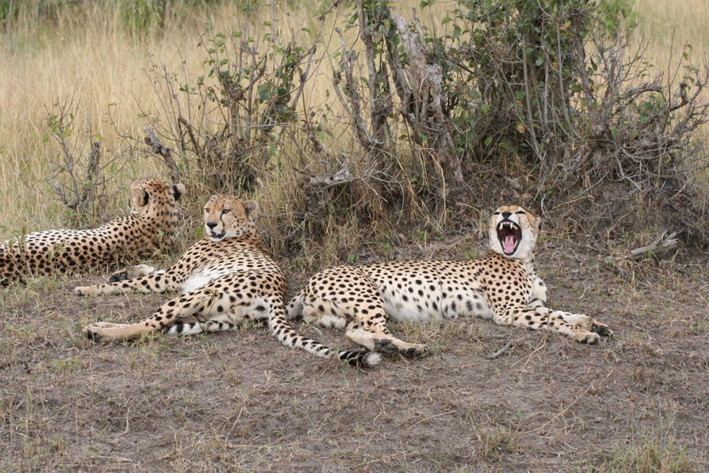 main_Kenia_-_Masai_Mara__25_.jpeg
