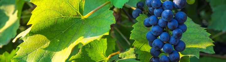 Tros blauwe druiven aan de wijnrank tussen groene bladeren in zonlicht.