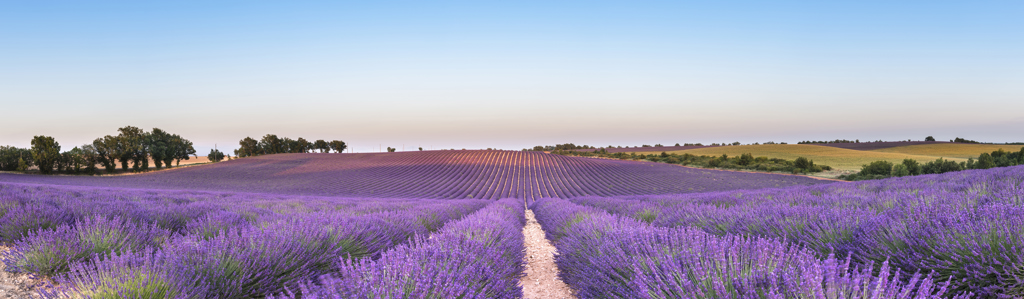 shutterstock_lavendel Provence.jpg (1)