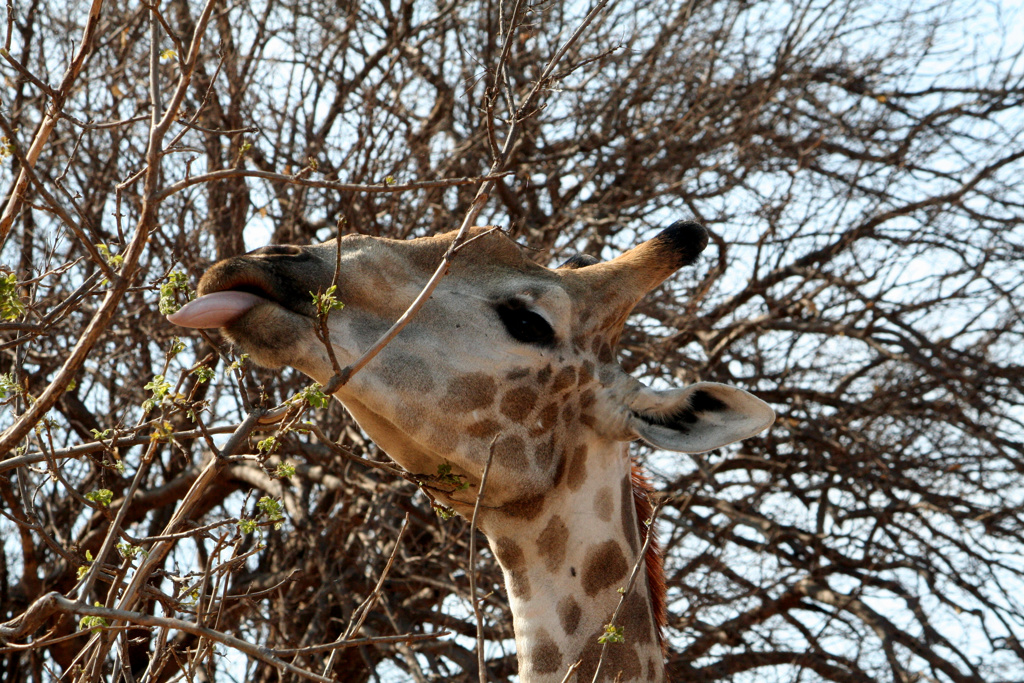 ZWF - Botswana giraffe.JPG