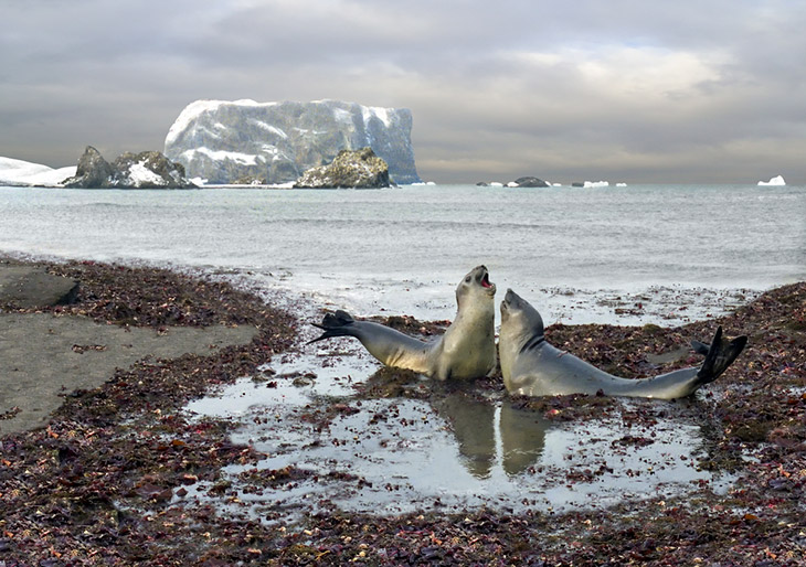 Zeeleeuwen op South Shedland Zeeleeuwen op South Shedland