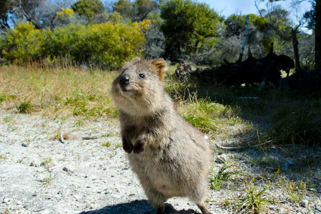 main_quokka.jpg