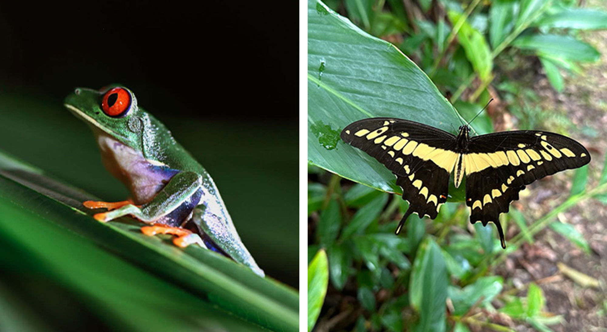 Wildlife Costa Rica Wildlife Costa Rica