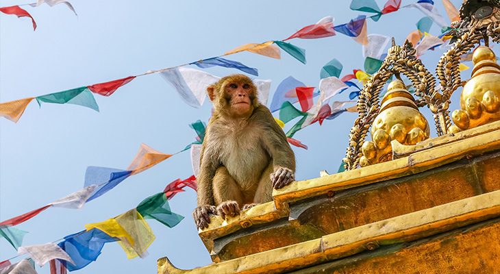 Monkey Temple Kathmandu