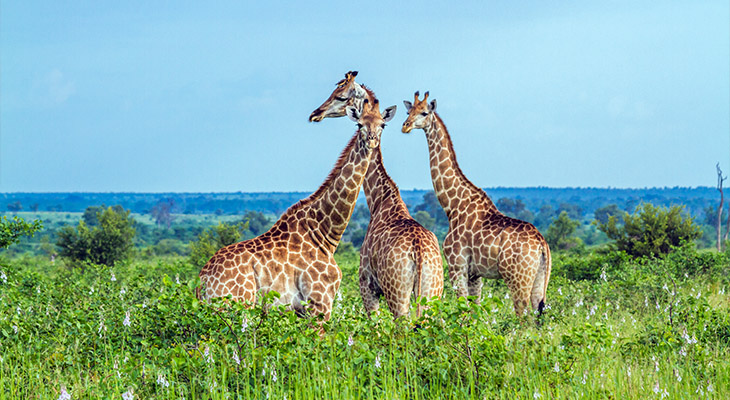 Zuid-Afrika Zuid-Afrika
