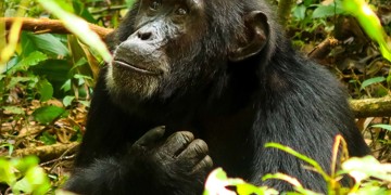 Groepsrondreis Oeganda Natuur Plus Pop-Up